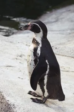Magellanic penguin Stock Photos
