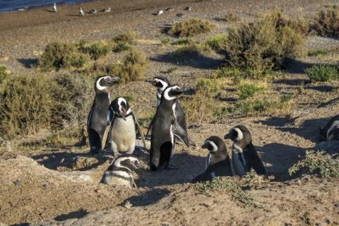Magellanic penguin Stock Photos