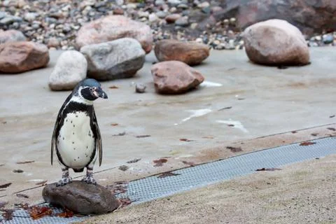Magellanic penguin Stock Photos