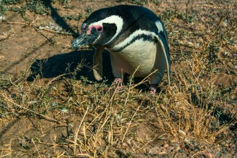 Magellanic penguin Stock Photos