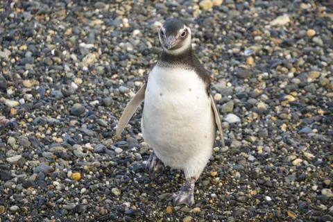 Magellanic penguin Foto stock