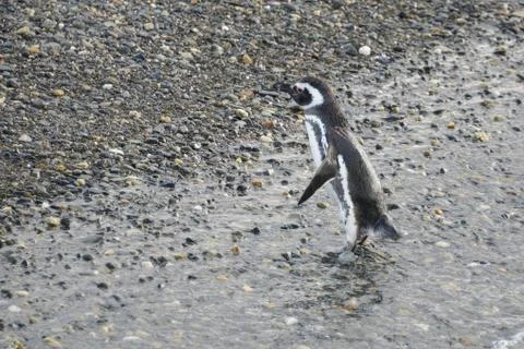 Magellanic penguin Stockfoto's