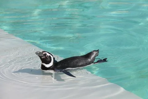 Magellanic Penguin. Stock Photos