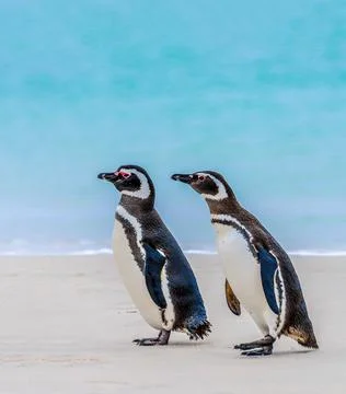 Magellanic Penguin Stock Photos