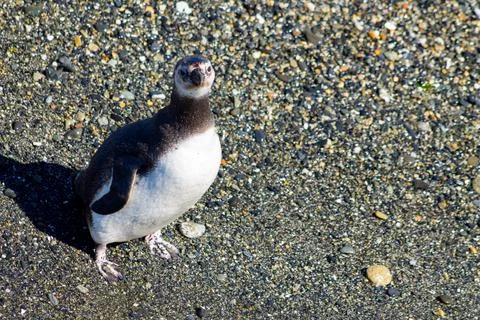 Magellanic penguin Stock Photos