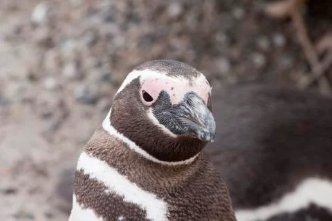 Magellanic penguin posing. Stock Photos