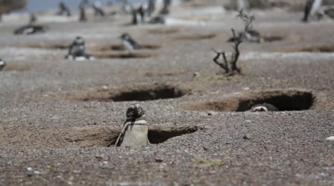 A Magellanic penguin resting in a hole at Punta Tombo Stock Footage 63294900