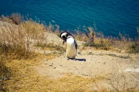 A Magellanic penguin scratching wing, inside Valdes Peninsula, Patagonia. Stock Photos