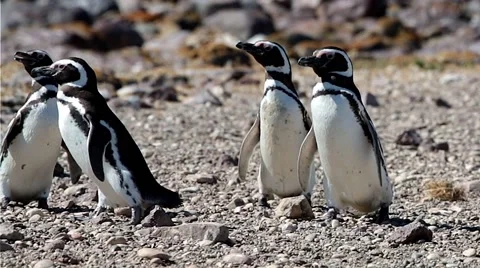 Magellanic Penguin  (Spheniscus magellanicus) Stock Footage 49962545