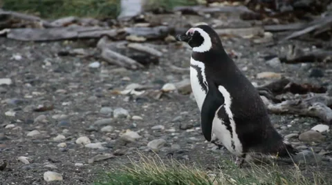 Magellanic Penguin (Spheniscus magellanicus) walking on a Patagonia beach. Stock Footage 33464206
