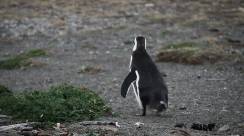 Magellanic Penguin (Spheniscus magellanicus) walking on a Patagonia beach. Stock Footage 33464233