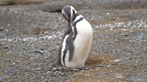 Magellanic Penguin standing and looking around Stockbeeldmateriaal 109508751