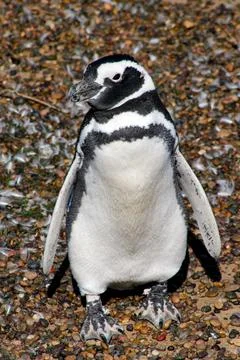 Magellanic penguin standing on a stone background in Argentine Patagonia Foto stock