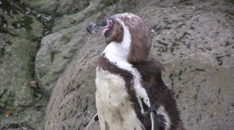 Magellanic Penguin turning head Stock-Footage 28407816