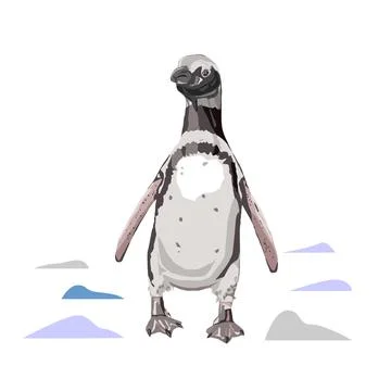 Magellanic penguin vector illustration Stock Illustration