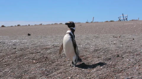 A Magellanic penguin walking on the beach at Valdes Peninsula in Argentina Stock Footage 63445877