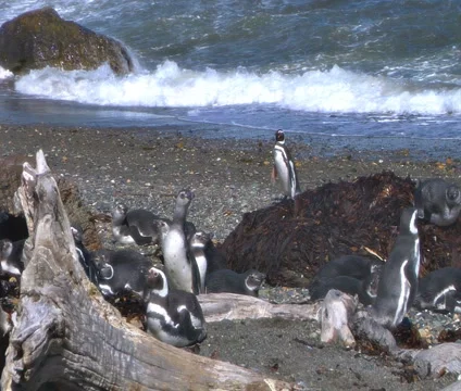 Magellanic Penguins on the beach Stock Footage