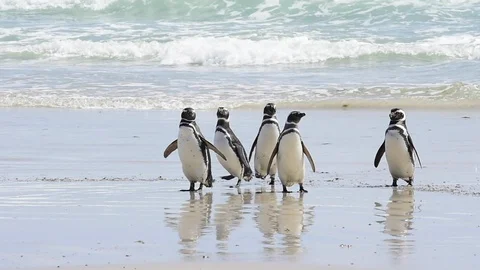 Magellanic Penguins on the beach Stock Footage 90364283