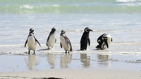 Magellanic Penguins on the beach Stock Footage 90364710