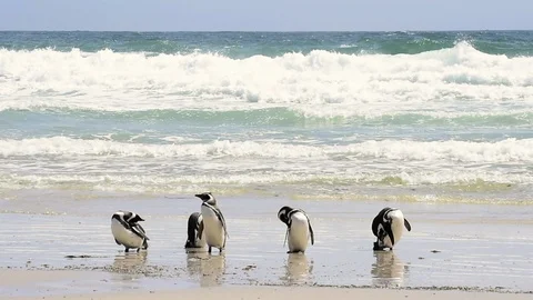 Magellanic Penguins on the beach Stock Footage 90365012