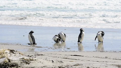 Magellanic Penguins on the beach Stock Footage 90365332