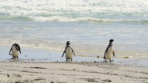 Magellanic Penguins on the beach Stock Footage 90365577