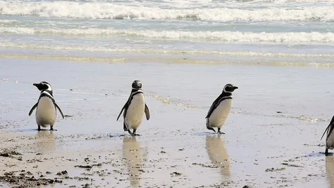 Magellanic Penguins on the beach Stock Footage 90365843