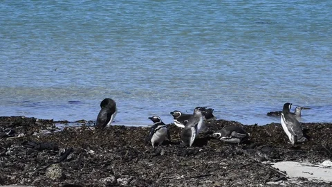 Magellanic Penguins on the beach Stock Footage 90545843