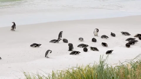 Magellanic Penguins on Beach in Penguin Colony Falkland Islands Stock Footage 277919994
