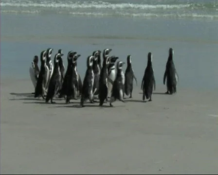 Magellanic penguins (FI010) Stock Footage 125786