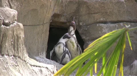 Magellanic penguins Stock Footage 28422500
