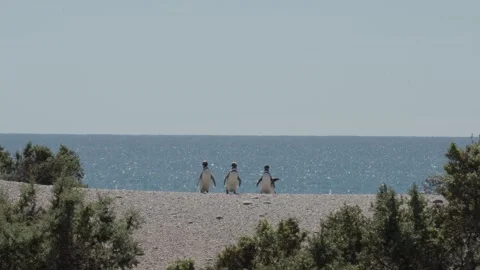 Magellanic Penguins Gathering on Pebble Beach Beside Shimmering Sea 動画素材 337524889