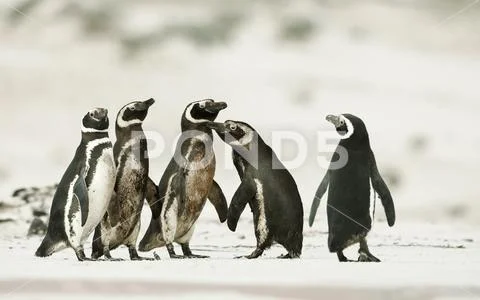 Magellanic penguins heading out to sea for fishing Stock Photos