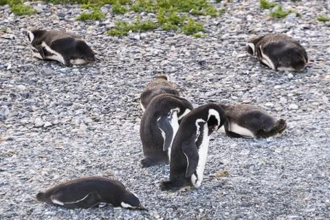 Magellanic penguins Stock Photos