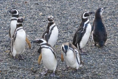 Magellanic penguins Stockfoto's