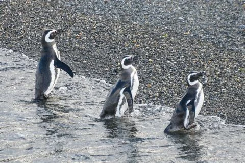 Magellanic penguins Stock Photos