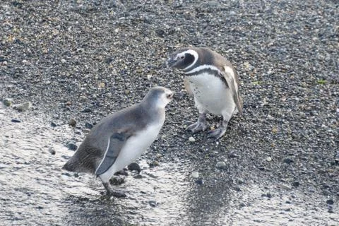 Magellanic penguins Stockfoto's