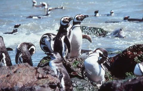 Magellanic Penguins Stock Photos