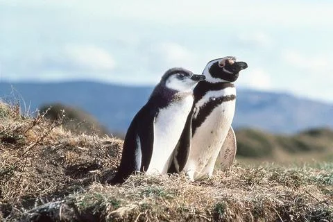 Magellanic Penguins Stock Photos