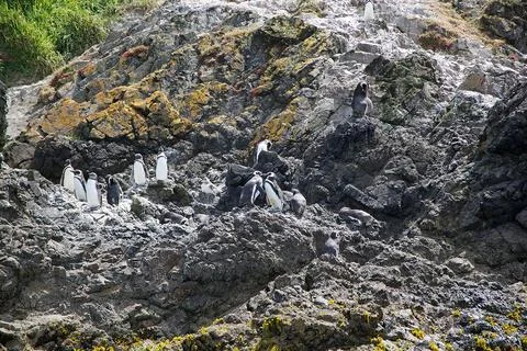 Magellanic penguins (Spheniscus magellanicus) Stock Photos