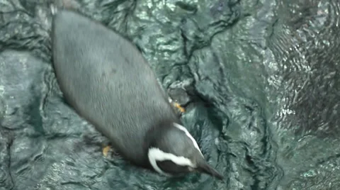 Magellanic Penguins Swimming Stock Footage 36217856