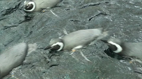 Magellanic Penguins Swimming Stock Footage 36217890