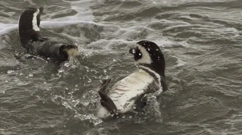 Magellanic penguins taking a bath Stock-Footage 43209414