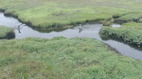 Magellanic Penguins Wading Fast Video stock 45145518
