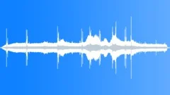 Magellanic Woodpecker CallsSound Effect