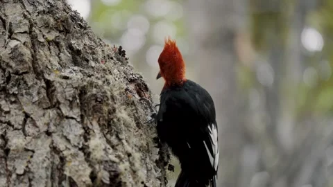 Magellanic Woodpecker Pecking At Tree Trunk, Tierra del Fuego National Stock Footage 266796164