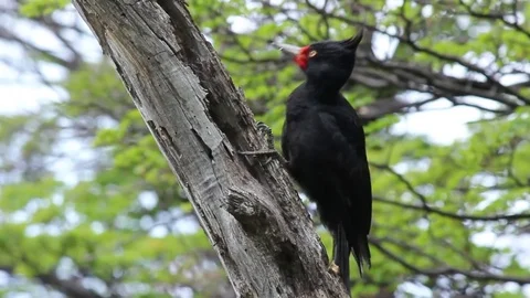 Magellanic Woodpecker on Tree Stock Footage 71977895
