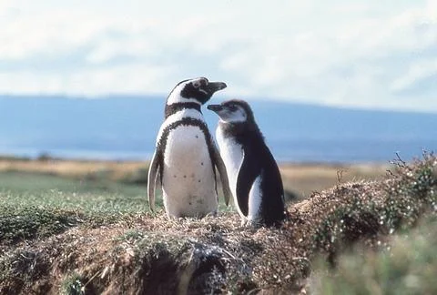 Magellenic Penguins Stock Photos
