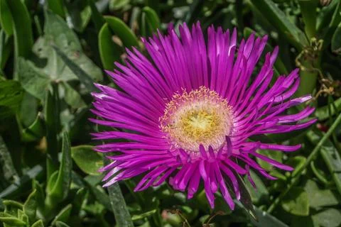 Magenta aster Stock Photos