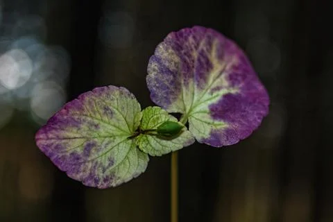 Magenta autumn leaf Stock Photos